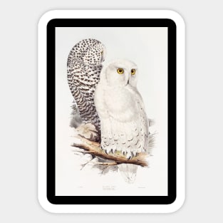 White Owl Sticker